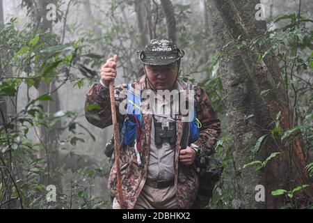 (201117) -- HAIKOU, 17 novembre 2020 (Xinhua) -- un geometricio gibbon trudges nelle foreste pluviali tropicali sul Monte Bawangling nella provincia Hainan della Cina meridionale, 16 novembre 2020. Noti come i primati più rari del mondo, i gibboni hainan stanno aumentando in numero grazie ad un ambiente migliorato. Gli ultimi dati del dipartimento forestale della provincia suggeriscono che ci sono 33 gibboni che vivono in cinque famiglie, un aumento triplicato della popolazione rispetto agli anni '70. Le scimmie crestate di nero si trovano solo nella riserva naturale nazionale di Bawangling sull'isola di Hainan. Vivono in alberi della foresta pluviale alti più di 10 metri e raramente Foto Stock