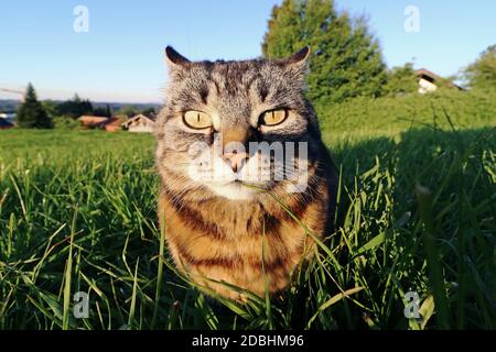 Ampio angolo di un gatto con un aspetto divertente Foto Stock