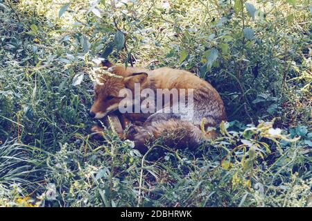 poggiando sull'erba si arriccia la volpe rossa Foto Stock