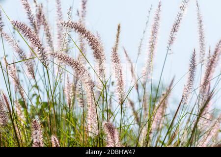 Primo piano di fiore di coda di volpe del genere Setaria crescente In oasi in Arabia Saudita Foto Stock