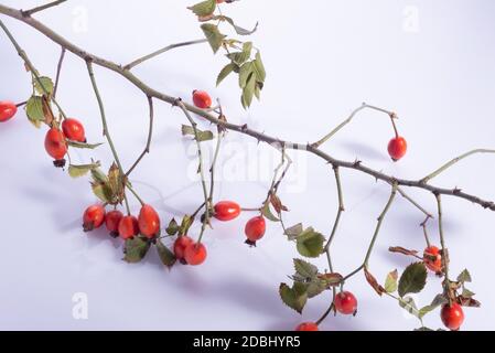 rami di rosehip con bacche rosse su uno sfondo bianco molti anche di rose fresche su un tavolo con cesto Foto Stock