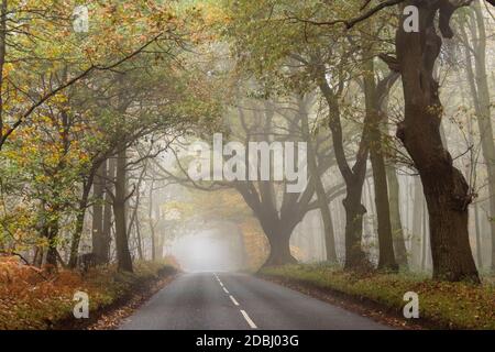 Misty mattina su Haywood Oaks Lane a Blidworth, Nottinghamshire Inghilterra Regno Unito Foto Stock