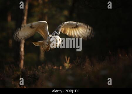 Gufo dell'aquila eurasiatica nella foresta durante l'autunno. Gufo in habitat naturale. Scena d'azione degli uccelli. Bubo Bubo Foto Stock