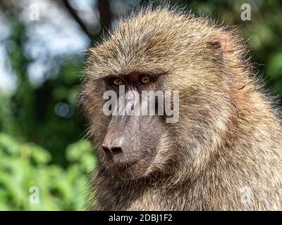 Babbuino di olive per adulti (Papio anubis), Area di conservazione di Ngorongoro, Tanzania, Africa orientale, Africa Foto Stock