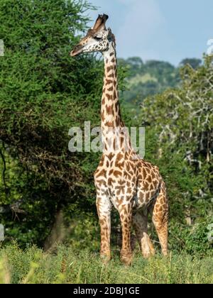 Masai giraffe maschile adulto (Giraffa camelopardalis tippelskirchii), Tarangire National Park, Tanzania, Africa orientale, Africa Foto Stock