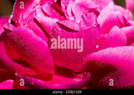 coperto di gocce d'acqua rosso grande pony, piante fiorite dopo la pioggia Foto Stock