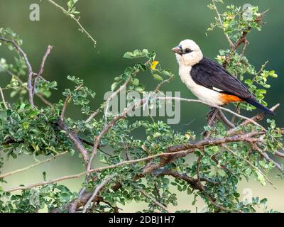 Un tessitore di bufali a testa bianca (Dinemellia dinemelli) adulto, il Parco Nazionale di Tarangire, Tanzania, Africa orientale, Africa Foto Stock