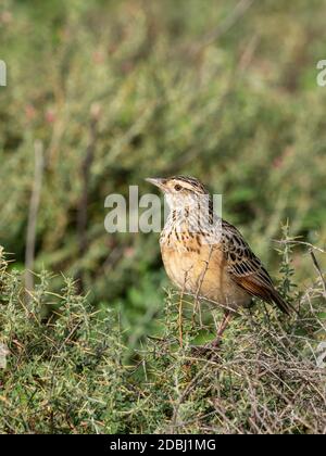 Una larice alata rossa (ipermetra Mirafra) per adulti, Parco Nazionale Serengeti, Tanzania, Africa orientale, Africa Foto Stock