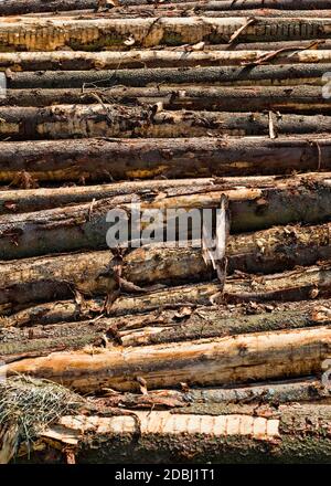 I legni duri tagliano su scala industriale durante il disboscamento, foresta europea Foto Stock