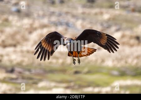 Flying Striated Caracara (Phalcoboenus australis), grave Cove, West Falkland Island, Falkland Islands, British Overseas Territory, Sud America Foto Stock