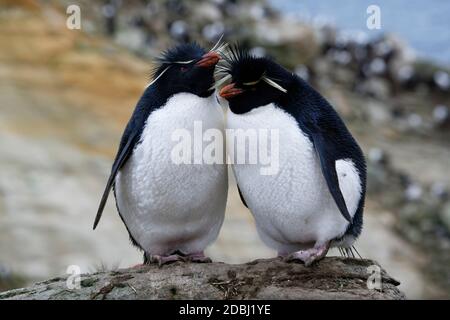 Coppia dei pinguini del sud del Rockhopper (Eudyptes crisocome), Nuova isola, Isole Falkland, territorio britannico d'oltremare, Sudamerica Foto Stock