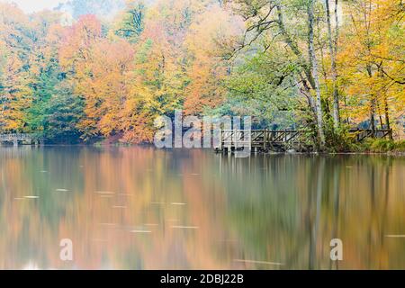 Colori autunnali. Foglie caduti colorate nel lago. Magnifico paesaggio. Parco nazionale. Yegigoller. Bolu, Istanbul, Turchia. Foto Stock