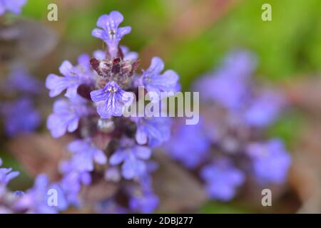 La fioritura dei rettani di Ajuga è comunemente conosciuta come bugile, bugile blu Foto Stock