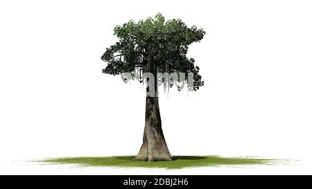 Albero di Kapok - isolato su sfondo bianco Foto Stock