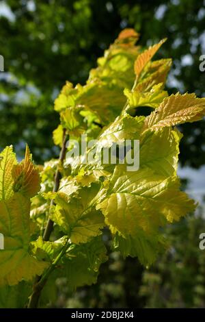 Olmo d'oro Foto Stock