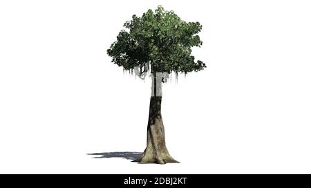 Albero di Kapok - isolato su sfondo bianco Foto Stock