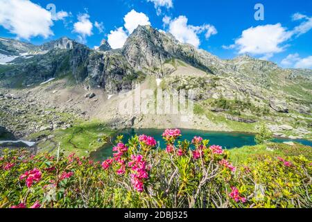 Cielo estivo sulle cime e sui rododendri che incorniciano il lago Zancone, le Alpi Orobie, la Valgerola, la Valtellina, la Lombardia, l'Italia, l'Europa Foto Stock