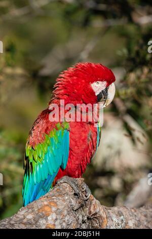 Macaw rosso-e-verde (Ara chloropterus), Mato Grosso do sul, Brasile, Sud America Foto Stock
