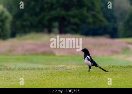 Pica Pica conosciuta come Eurasiatica, europea o comune magpie nel parco britannico - Londra, Regno Unito Foto Stock