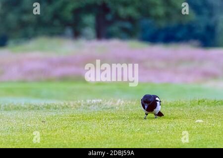 Pica Pica conosciuta come Eurasiatica, europea o comune magpie nel parco britannico - Londra, Regno Unito Foto Stock