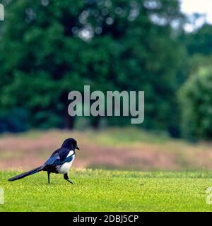 Pica Pica conosciuta come Eurasiatica, europea o comune magpie nel parco britannico - Londra, Regno Unito Foto Stock