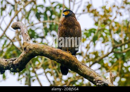Aquila di serpente crestata (Spilornis cheela davisoni), uccello di medie dimensioni di preda, nel distretto panoramico di Wayanad, Wayanad, Kerala, India, Asia Foto Stock