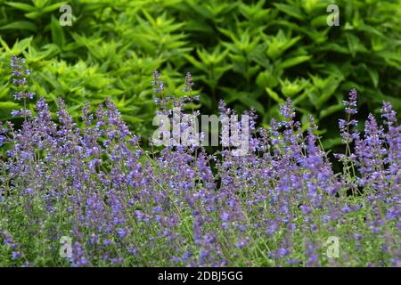 Lavandula angustifolia Foto Stock