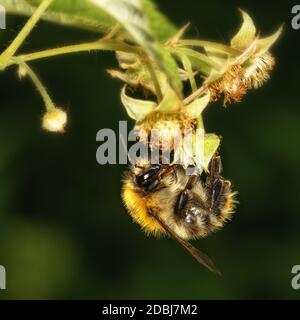 Shaggy bumblebee seduto su una inforescenza di fragole, primo piano Foto Stock