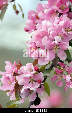 Zier-Apfel (Malus "Profusione') Foto Stock