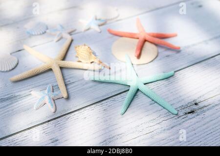 Starfiss e conchiglie di mare su tavola di legno bianco con luce solare Foto Stock