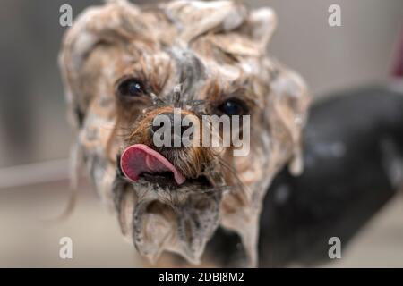 Ritratto del cane umido Yorkshire Terrier nel bagno in il salone di bellezza per cani Foto Stock