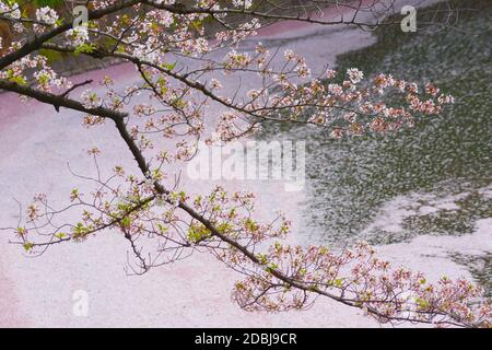 Sakura immagine di Chidorigafuchi. Luogo di ripresa: Area metropolitana di Tokyo Foto Stock