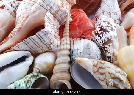 Un mucchio di conchiglie di mare di colori e forme diverse Foto Stock