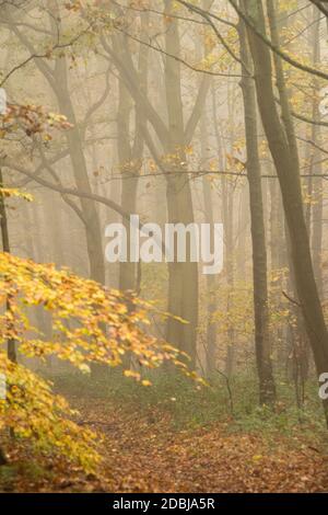 Misty mattina su Haywood Oaks Lane a Blidworth, Nottinghamshire Inghilterra Regno Unito Foto Stock