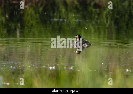 Un grande gressere crestato con pulcini Foto Stock