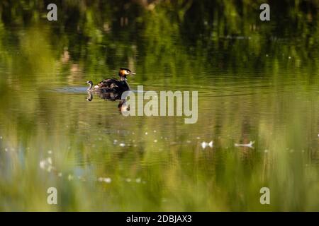 Un grande gressere crestato con pulcini Foto Stock