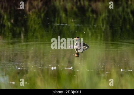 Un grande gressere crestato con pulcini Foto Stock