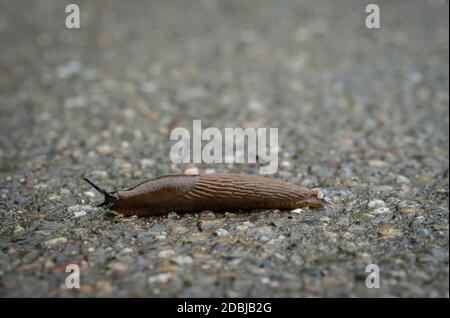 Closeup dello slug lusitano (Arion vulgaris) Foto Stock