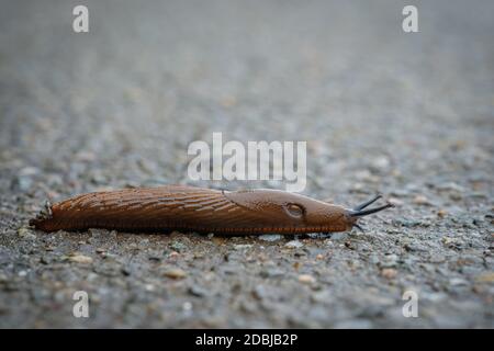 Slug lusitaniano (Arion vulgaris) gasteropodi animali closeup Foto Stock