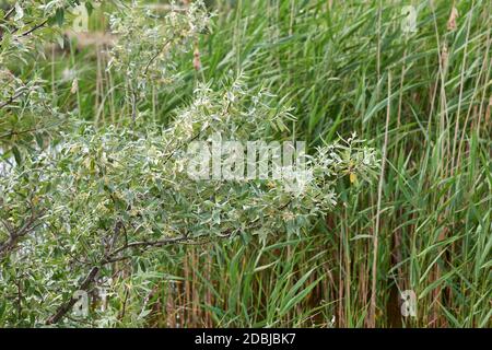 ramo di goto d'argento con fiori gialli e foglie verdi, primo piano Foto Stock