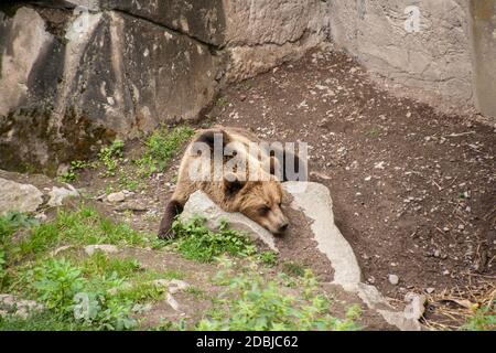 Facile andare, rilassarsi nello zoo Foto Stock