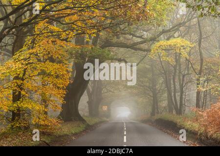 Misty mattina su Haywood Oaks Lane a Blidworth, Nottinghamshire Inghilterra Regno Unito Foto Stock