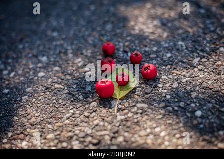 Mazzo di bacche rosse sul pavimento. Natura urbana. Foto Stock