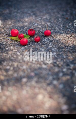 Mazzo di bacche rosse sul pavimento. Natura urbana. Foto Stock