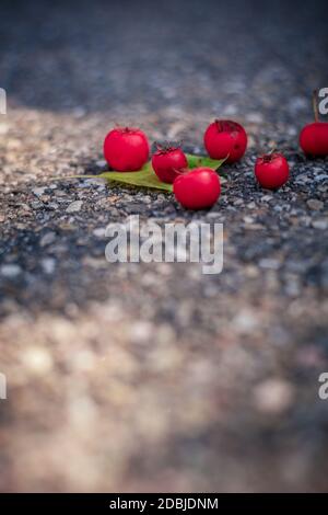 Mazzo di bacche rosse sul pavimento. Natura urbana. Foto Stock