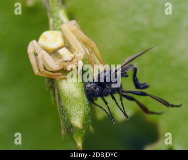 Femmina Misumena vatia ragno granchio con Bibio sp. Volare come preda. Tipperary, Irlanda Foto Stock