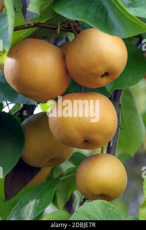 Nashi-Birne (Pyrus pyrifolia 'Kumoi') Foto Stock