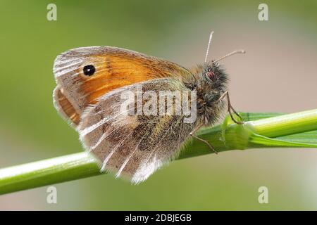 Piccola farfalla di brughiera (Coenonympha pamphilus) appollaiata sul gambo dell'erba. Tipperary, Irlanda Foto Stock