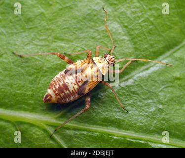 Ninfa di quercia a strisce (Rhabdomiris striatello) sul lato inferiore della foglia di quercia. Tipperary, Irlanda Foto Stock