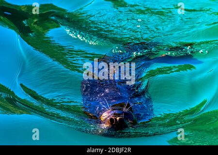 Foca grigia (Halichoerus grypus) nuoto nel Mar Baltico - Hel, Pomerania, Polonia Foto Stock